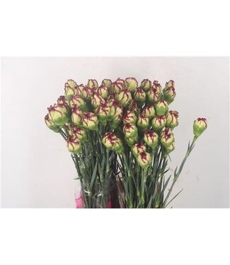 Florimo Fresh Flowers Mix Dianthus oder Nelken | Länge 70 Zentimeter | Dianthus Extravaganza | Pro 20 frische Blumen