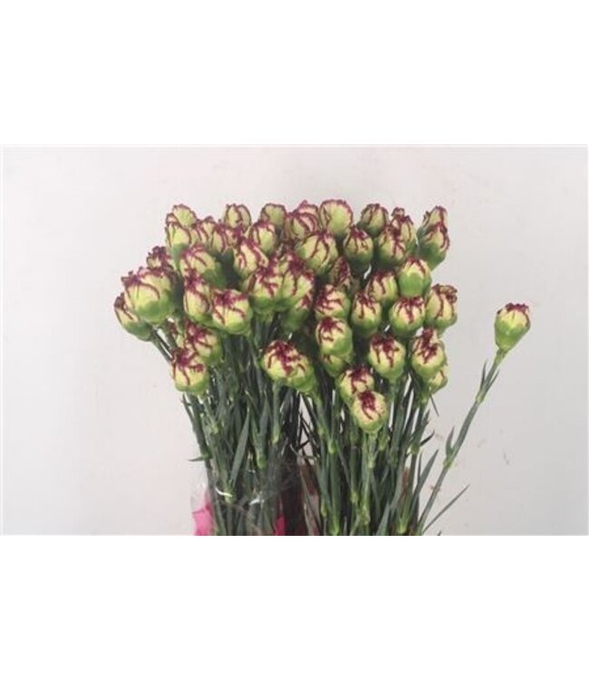 Mix Dianthus oder Nelken | Länge 70 Zentimeter | Dianthus Extravaganza | Pro 20 frische Blumen zu bestellen