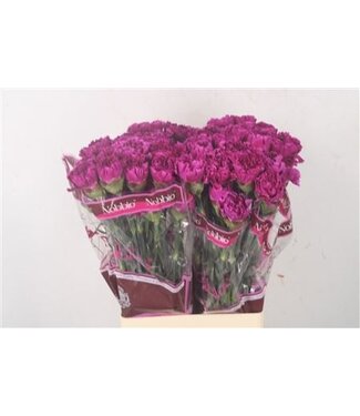 Florimo Fresh Flowers Violette Dianthus oder Nelken | Länge 70 Zentimeter | Dianthus Nobbio Violet | Pro 20 frische Blumen