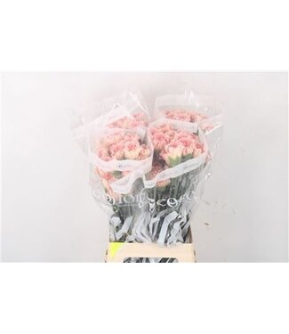 Florimo Fresh Flowers Pastellrosa Dianthus oder Nelken | Länge 70 Zentimeter | Dianthus Pastel Crimea | Pro 20 frische Blumen