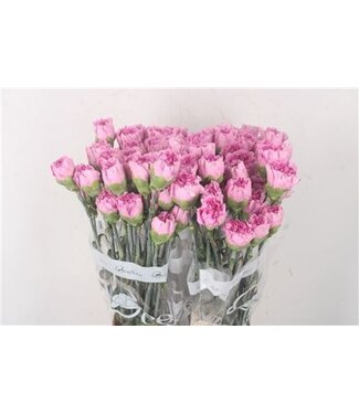 Florimo Fresh Flowers Lila-rosa Dianthus oder Nelken | Länge 70 Zentimeter | Dianthus Siren | Pro 20 frische Blumen