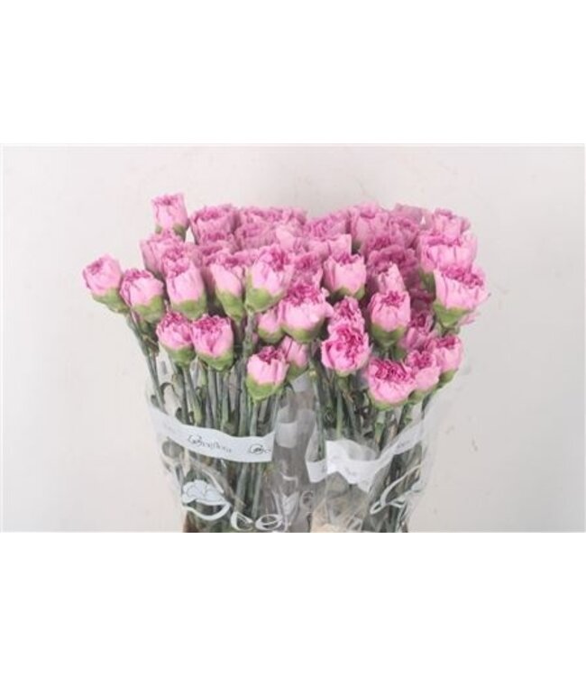 Lila-rosa Dianthus oder Nelken | Länge 70 Zentimeter | Dianthus Siren | Pro 20 frische Blumen zu bestellen