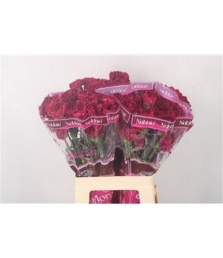 Florimo Fresh Flowers Rosa Dianthus oder Nelken | Länge 70 Zentimeter | Dianthus Nobbio Party | Pro 20 frische Blumen