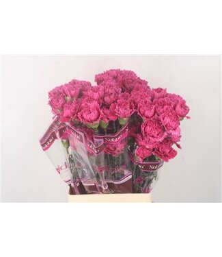 Florimo Fresh Flowers Dunkelrosa Dianthus oder Nelken | Länge 70 Zentimeter | Dianthus Nobbio Circus | Pro 20 frische Blumen