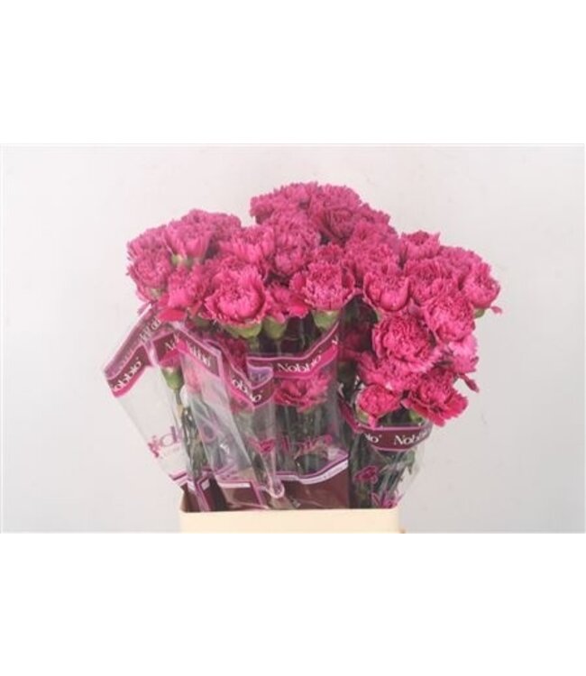 Dunkelrosa Dianthus oder Nelken | Länge 70 Zentimeter | Dianthus Nobbio Circus | Pro 20 frische Blumen zu bestellen