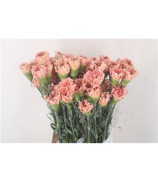 Florimo Fresh Flowers Lachsfarbene Dianthus oder Nelken | Länge 70 Zentimeter | Dianthus Petra | Pro 20 frische Blumen