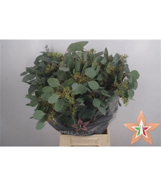 Frische Eukalyptus Populus Beerenzweige Super | Länge 70 Zentimeter | 300 Gramm pro Bund | Pro 5 Bunde zu bestellen