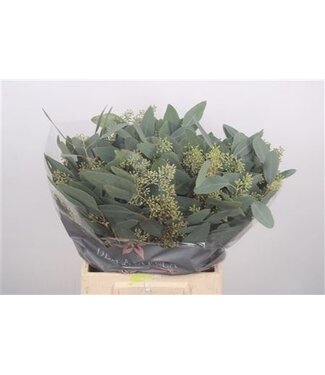 Florimo Fresh Flowers Fresh Eucalyptus Populus Berry branches | Length 55 centimeters | 150 grams per bunch | Per 5 bunches Florimo Fresh Flowers Fresh Eucalyptus Populus Berry branches | Length 55 centimeters | 150 grams per bunch | Per 5 bunches