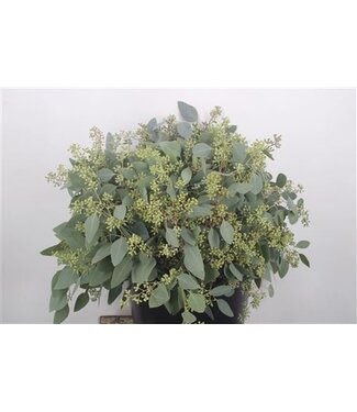 Florimo Fresh Flowers Fresh Eucalyptus Populus Berry branches Super | Length 50 centimeters | 150 grams per bunch | Per 5 bunches Florimo Fresh Flowers Fresh Eucalyptus Populus Berry branches Super | Length 50 centimeters | 150 grams per bunch | Per 5 bunches