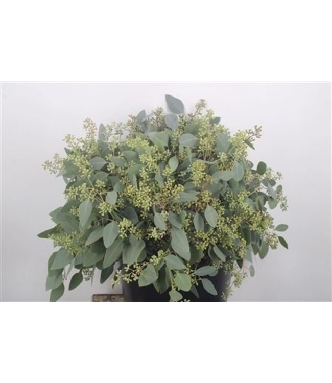Verse Eucalyptus Populus Berry takken Super | Lengte 50 centimeter | 150 gram per bos | Per 5 bossen te bestellen