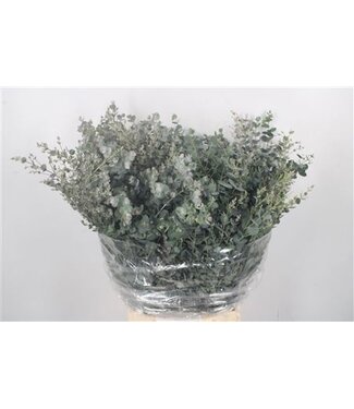 Florimo Fresh Flowers Frische Eucalyptus Gunnii Zweige Extra | Länge 50 Zentimeter | 150 Gramm pro Bund | Pro 5 Bunde
