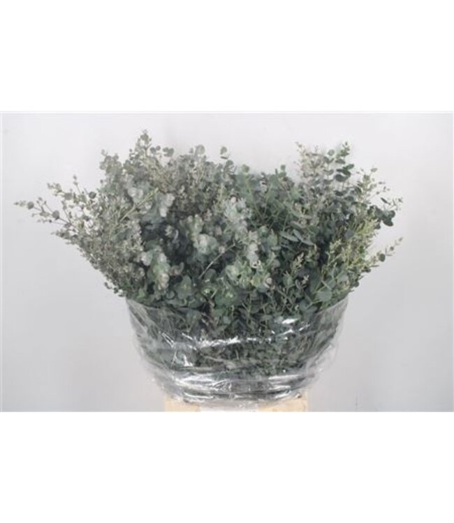 Frische Eucalyptus Gunnii Zweige Extra | Länge 50 Zentimeter | 150 Gramm pro Bund | Bestellbar pro 5 Bunde