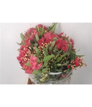 Florimo Fresh Flowers Frische Eucalyptus Cinesio Blume Länge 60 Zentimeter | 200 Gramm pro Bund | Pro 5 Bunde