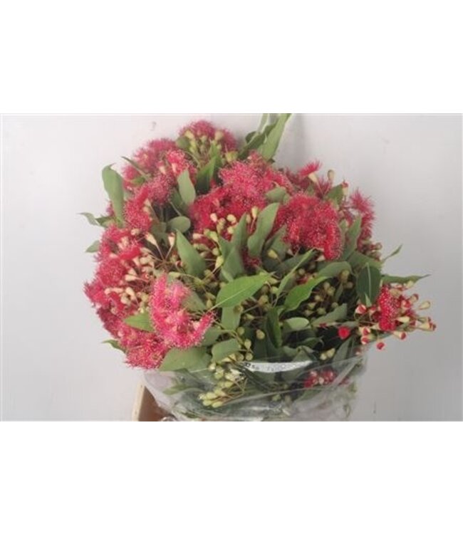 Verse Eucalyptus Cinesio Flower Lengte 60 centimeter | 200 gram per bos | Per 5 bossen te bestellen