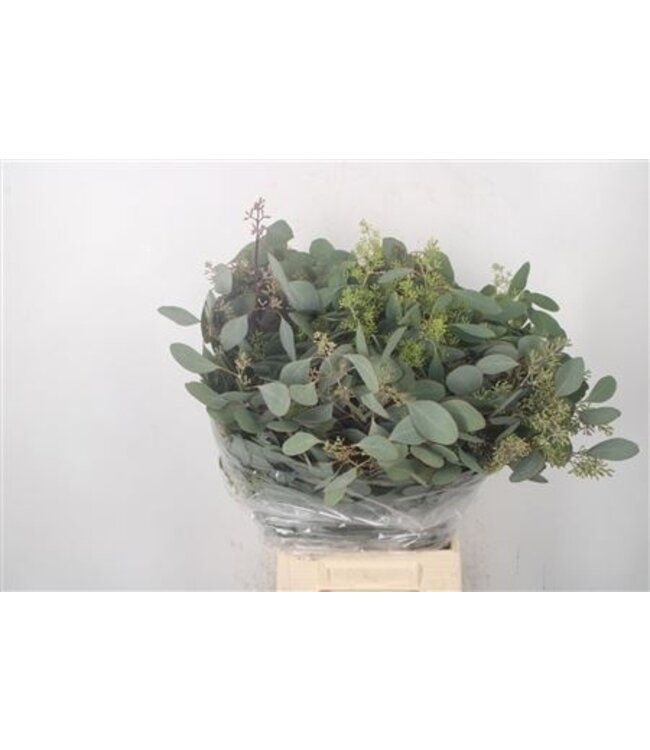 Verse Eucalyptus Populus Berry takken | Lengte 50 centimeter | 150 gram per bos | Per 10 bossen te bestellen