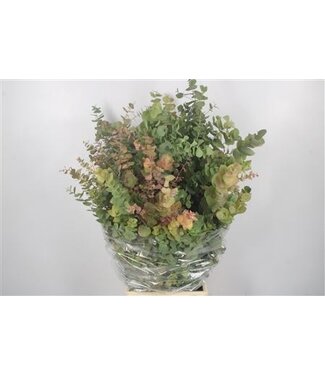 Florimo Fresh Flowers Frischer Eukalyptus Stuartiana Herbstfarben | Länge 65 Zentimeter | 250 Gramm pro Bund | Pro 5 Bunde