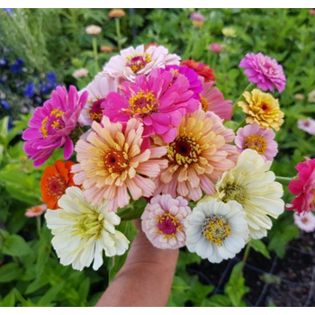 Zinnia