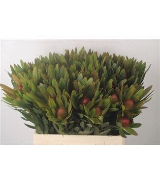 Florimo Fresh Flowers Verse Leucadendron Ayoba Sky Ex Nut | Lengte 50 centimeter | Groen-rood | Per 10 takken