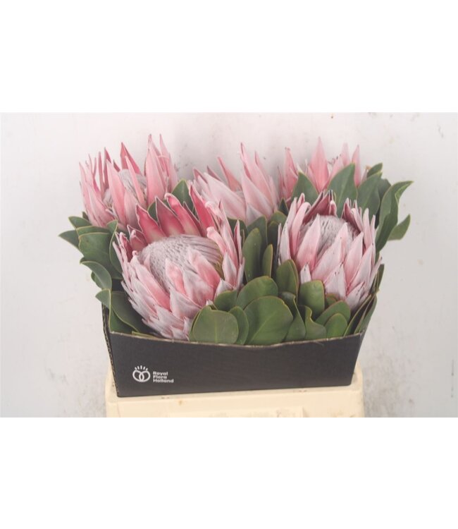 Frische Protea Cynaroides | Länge 40 Zentimeter | Rosa | Pro 5 Blumen zu bestellen