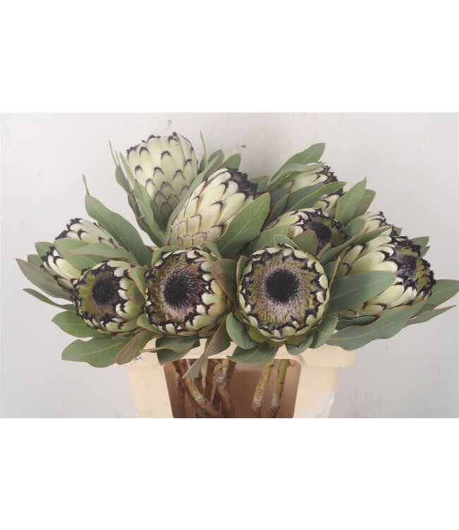 Verse Protea Cynaroides M Sno Leopard | Lengte 60 centimeter | Wit Groen | Per 5 bloemen te bestellen