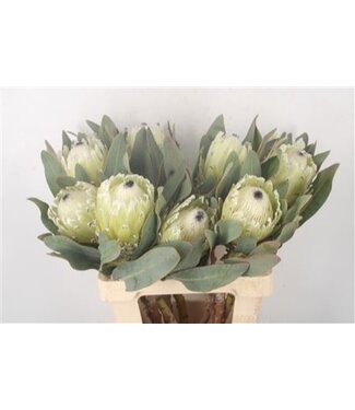 Florimo Fresh Flowers Verse Protea Cynaroides Polar Princes | Lengte 60 centimeter | Wit Groen | Per 5 bloemen