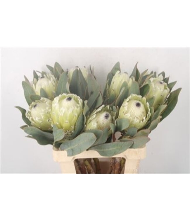 Frische Protea Cynaroides Polar Princes | Länge 60 Zentimeter | Weiß Grün | Pro 5 Blumen bestellbar