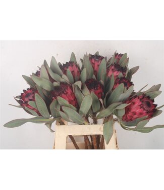 Florimo Fresh Flowers Verse Protea Cynaroides Ruby Princes | Lengte 60 centimeter | Rood | Per 5 bloemen