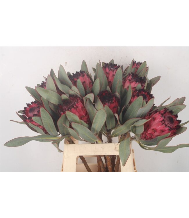 Frische Protea Cynaroides Ruby Princes | Länge 60 Zentimeter | Rot | Pro 5 Blumen bestellbar