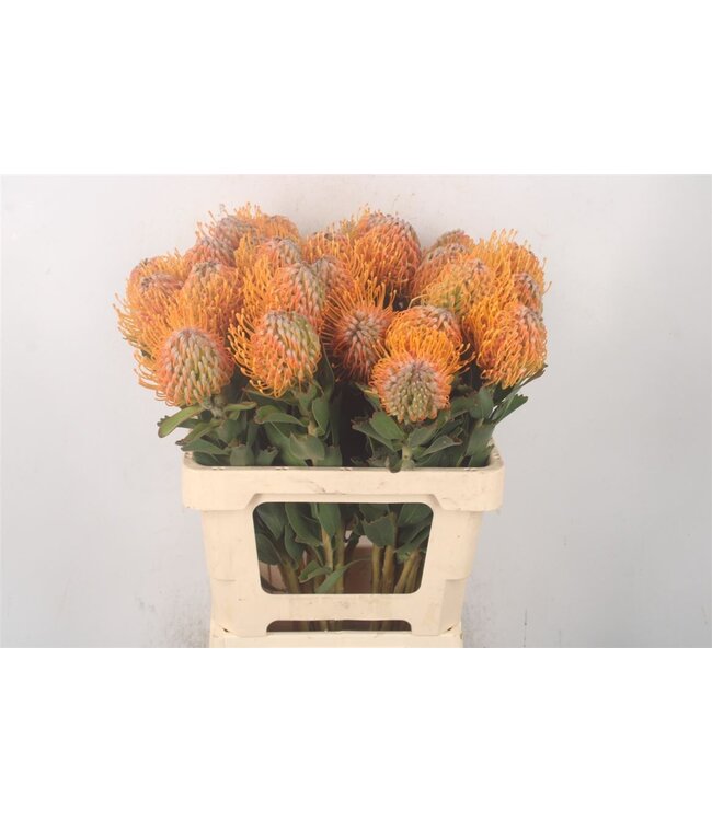 Frische Nutans von Leucospermum Soleil | Länge 60 Zentimeter | Gelb | Pro 10 Blumen bestellbar