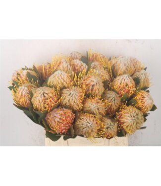 Florimo Fresh Flowers Frische Nutans von Leucospermum Veldfire | Länge 50 Zentimeter | Gelb | Pro 10 Blumen