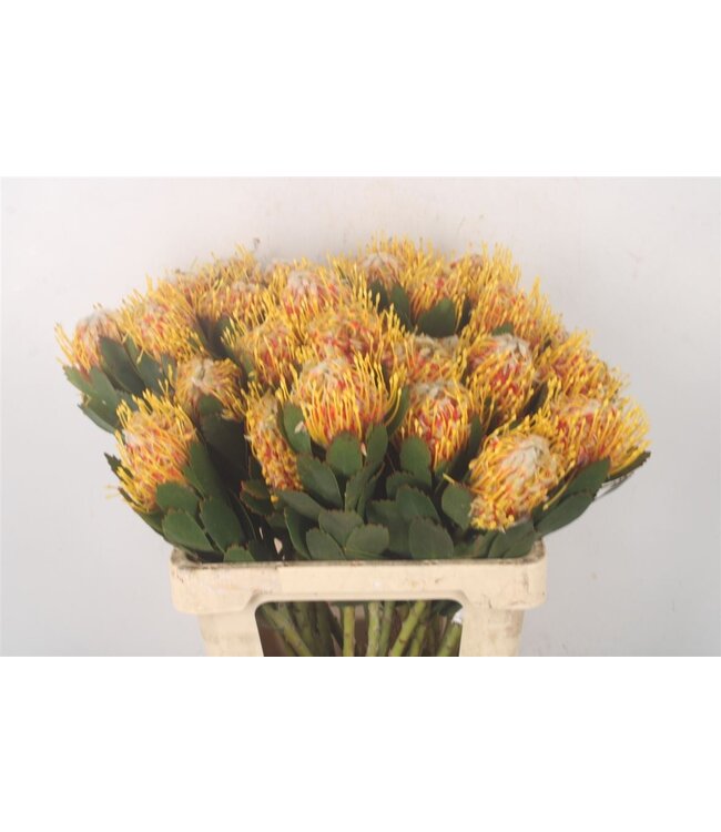 Verse Nutans of Leucospermum Veldfire | Lengte 60 centimeter | Geel | Per 10 bloemen te bestellen