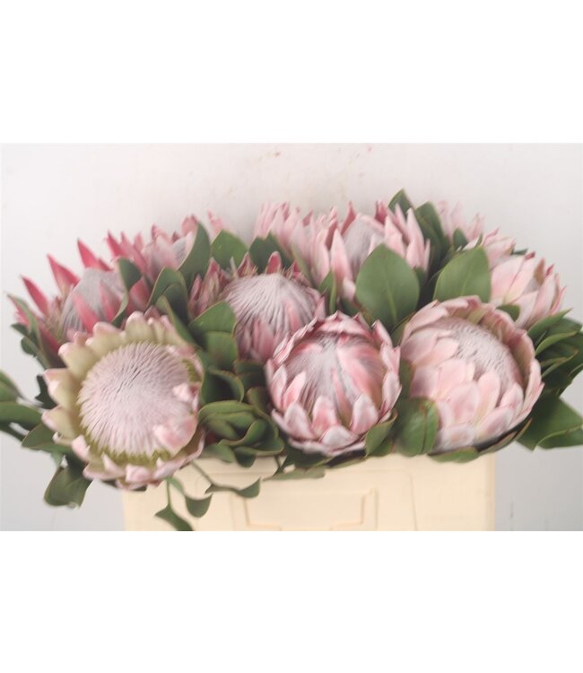 Verse Protea Cynaroides Large | Lengte 50 centimeter | Roze | Per 5 bloemen te bestellen