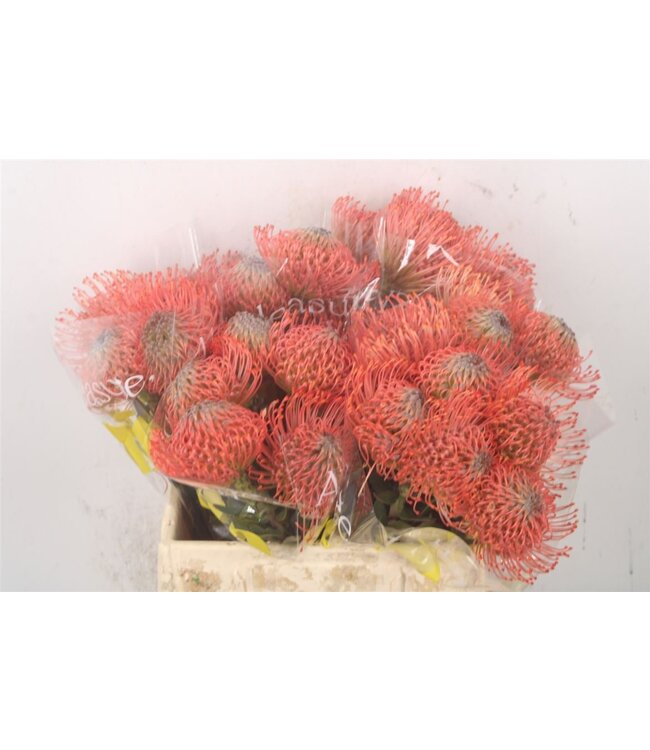 Verse Nutans of Leucospermum Ayoba Pink Guav | Lengte 40 centimeter | Roze | Per 10 bloemen te bestellen