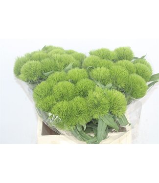 Florimo Fresh Flowers Frische Dianthus Barbatus oder Bartnelke Green Wicky Extra | Länge 45 Zentimeter | Grün | Pro 10 Blumen