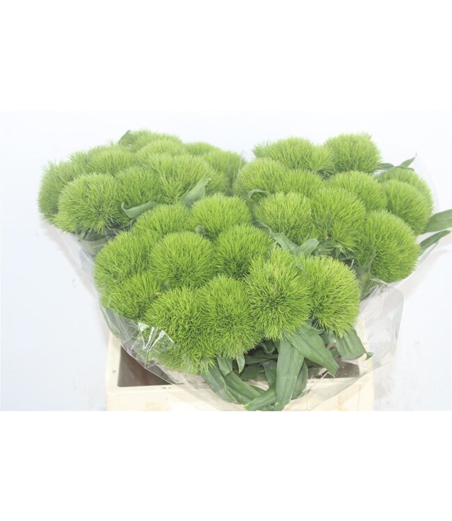 Verse Dianthus Barbatus of Duizendschoon Green Wicky Extra | Lengte 45 centimeter | Groen | Per 10 bloemen te bestellen