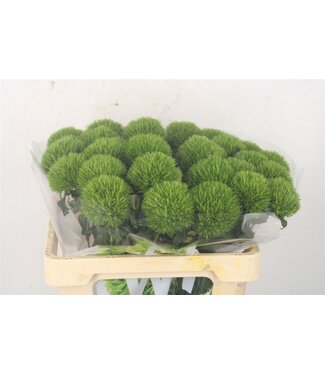 Florimo Fresh Flowers Frische Dianthus Barbatus oder Bartnelke Kiwi Mellow | Länge 55 Zentimeter | Grün | Pro 30 Blumen