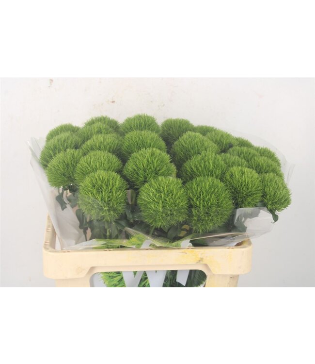 Verse Dianthus Barbatus of Duizendschoon Kiwi Mellow | Lengte 55 centimeter | Groen | Per 30 bloemen te bestellen