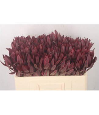 Florimo Fresh Flowers Verse Leucadendron Jester | Lengte 50 centimeter | Rood | Per 10 takken Florimo Fresh Flowers Verse Leucadendron Jester | Lengte 50 centimeter | Rood | Per 10 takken