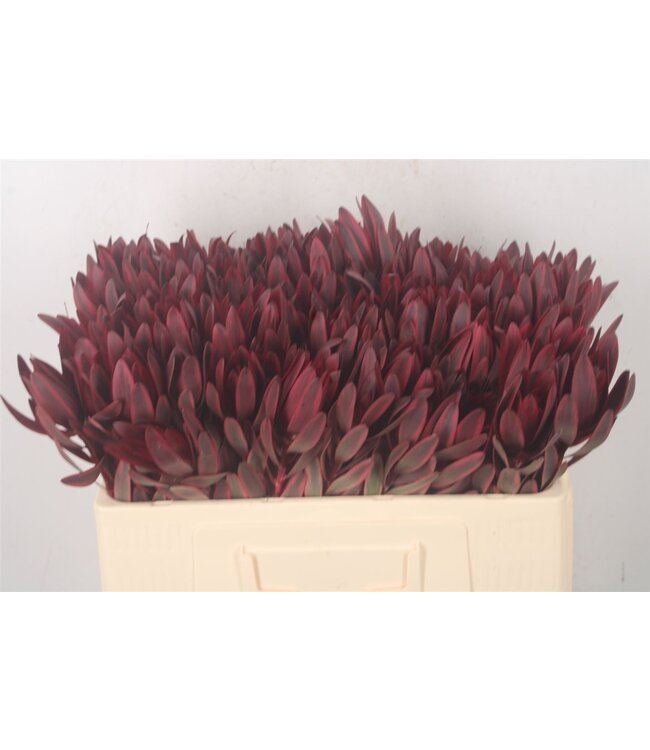 Verse Leucadendron Jester | Lengte 50 centimeter | Rood | Per 10 takken te bestellen