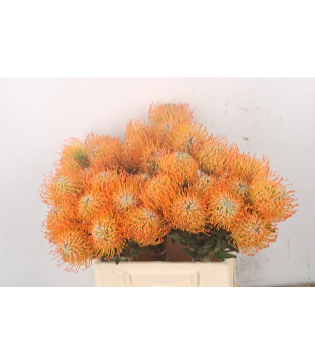 Frische Nutans von Leucospermum Ayoba Sun | Länge 60 Zentimeter | Orange | Pro 10 Blumen bestellbar