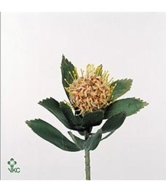 Florimo Fresh Flowers Verse Nutans of Leucospermum Veldfire | Lengte 50 centimeter | Geel | Per 10 bloemen