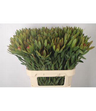 Florimo Fresh Flowers Verse Leucadendron Ayoba Sky Ex Nut | Lengte 80 centimeter | Rood | Per 10 takken