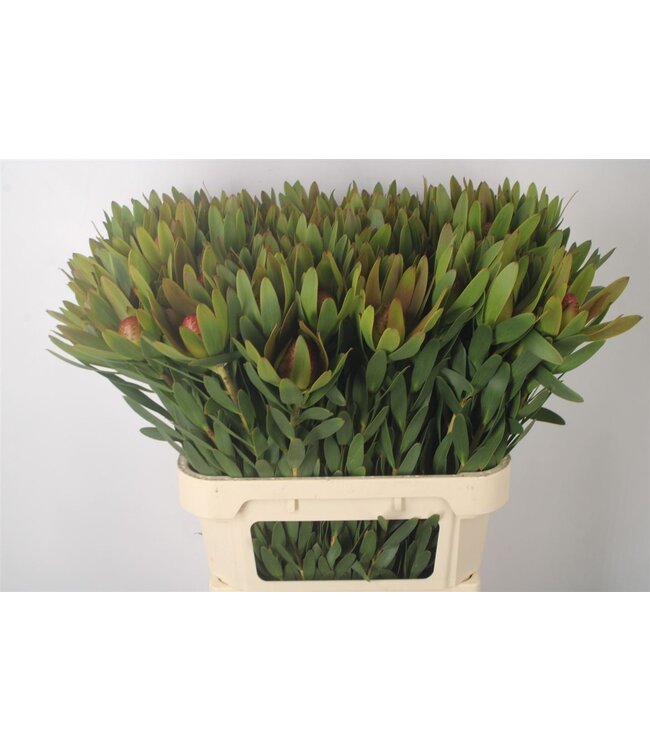 Verse Leucadendron Ayoba Sky Ex Nut | Lengte 80 centimeter | Rood | Per 10 takken te bestellen