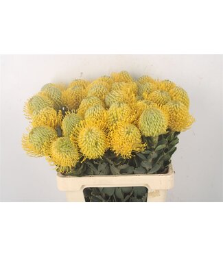 Florimo Fresh Flowers Verse Nutans of Leucospermum Ayoba Yellow | Lengte 60 centimeter | Geel | Per 10 bloemen