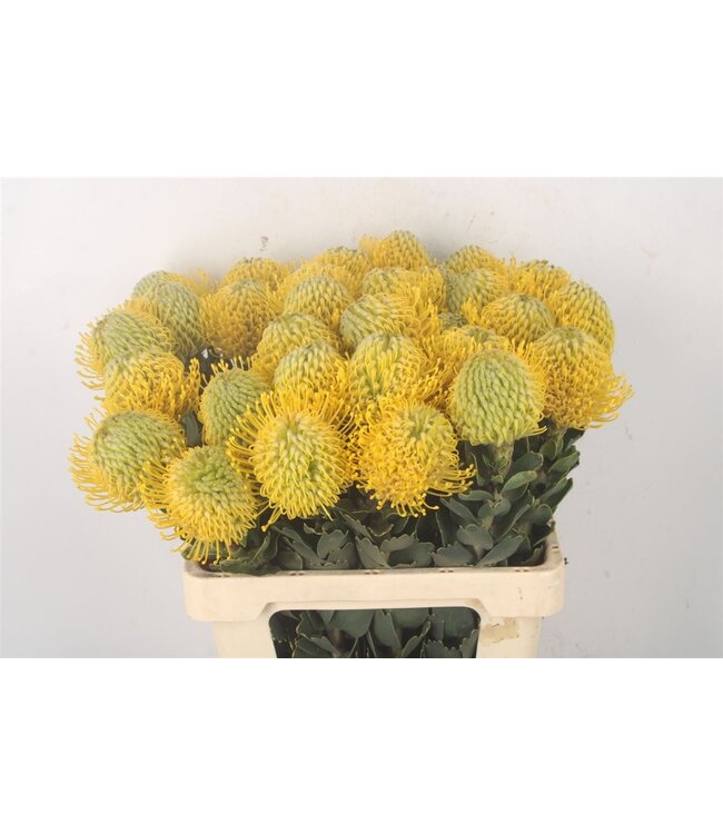Verse Nutans of Leucospermum Ayoba Yellow | Lengte 60 centimeter | Geel | Per 10 bloemen te bestellen