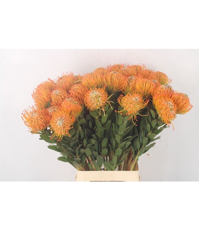 Verse Nutans of Leucospermum Soleil | Lengte 70 centimeter | Geel | Per 10 bloemen te bestellen