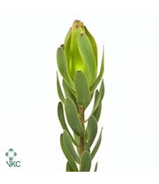 Florimo Fresh Flowers Verse Leucadendron Laurel Yellow Ex Nut | Lengte 50 centimeter | Groen | Per 10 takken Florimo Fresh Flowers Verse Leucadendron Laurel Yellow Ex Nut | Lengte 50 centimeter | Groen | Per 10 takken