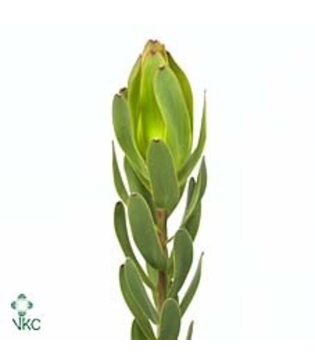 Verse Leucadendron Laurel Yellow Ex Nut | Lengte 50 centimeter | Groen | Per 10 takken te bestellen