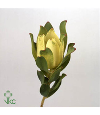 Florimo Fresh Flowers Verse Leucadendron Mountain Rose | Lengte 50 centimeter | Geel | Per 10 takken Florimo Fresh Flowers Verse Leucadendron Mountain Rose | Lengte 50 centimeter | Geel | Per 10 takken