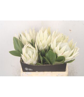 Florimo Fresh Flowers Frische Protea Cynaroides Arctic Ice | Länge 40 Zentimeter | Weiß | Pro 5 Blumen